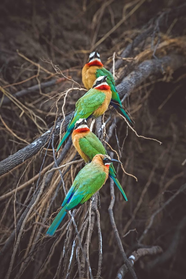 zanzibar-island-tanzania safaris